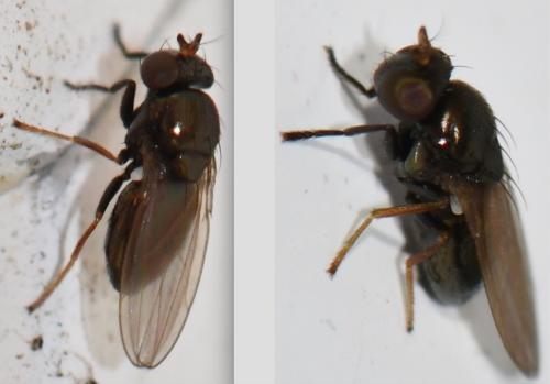 Psilopa nitidula